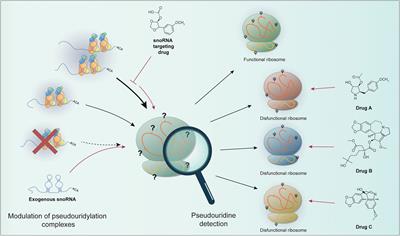 Ribosomal RNA Pseudouridylation: Will Newly Available Methods Finally Define the Contribution of This Modification to Human Ribosome Plasticity?